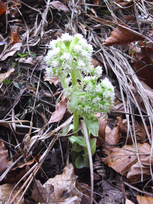 Piante primaverili Petasites albus